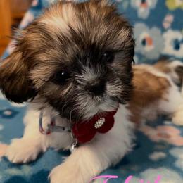 Tabitha - Gold and white female Shih Tzu puppy in Hemet, California from Aloha Shih Tzu