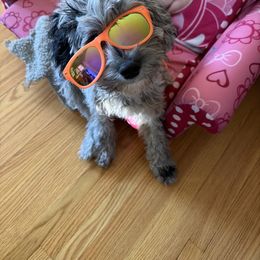 Cavapoo Puppies from Panda Puppies