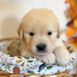 Mr Yellow - Golden male Golden Retriever puppy in Moapa, Nevada from Little Bitta Luck Farms