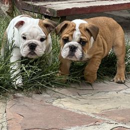 Bulldog Puppies from Magic City Kennel
