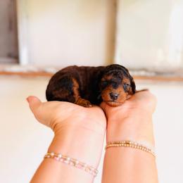 Sprinkles - Sable female Goldendoodle puppy in Elizabethtown, Kentucky from Reddy Poodles & Doodles