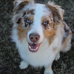 Miniature Australian Shepherds from Double M Mini Aussies