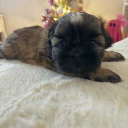 Boy 2 - Brindle male Shih Tzu puppy in Milford, Delaware from Spunky Shih-Tzus Delaware (Spunky Shih-Tzus)