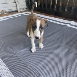 Greyhound Puppies from Angela Holtzen
