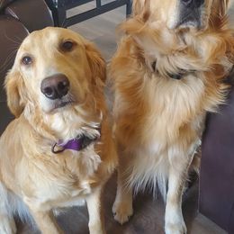 Golden Retrievers from Golden Grams Retrievers