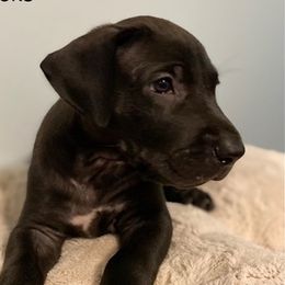 Great Danes from Diamond Danes