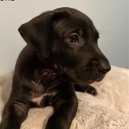 Great Danes from Diamond Danes