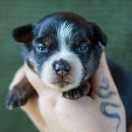 Kraken - Black tri female Miniature American Shepherd puppy in Olive Hill, Kentucky from SaturnMoon MAS & BC