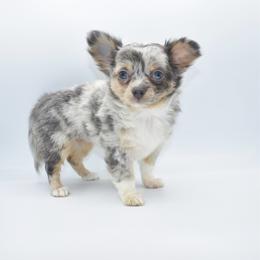 Confetti - Blue merle female Chihuahua puppy in Bulls Gap, Tennessee from Smokey Mountain Chihuahuas