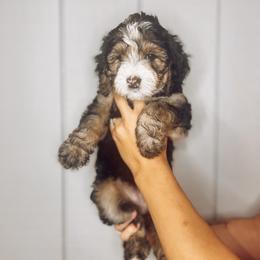 Bernedoodle, Bernese Mountain Dog, and Goldendoodle Puppies from Red Door Canines