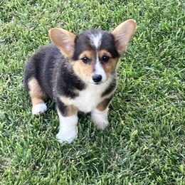 Snickers - Black and tan Pembroke Welsh Corgi puppy in Great Bend, Kansas from Mak-N-Hay Farms