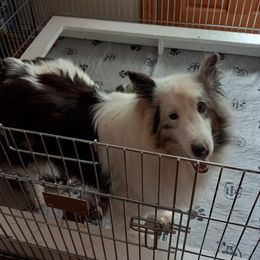 Candy - Shetland Sheepdog