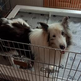 Candy - Shetland Sheepdog