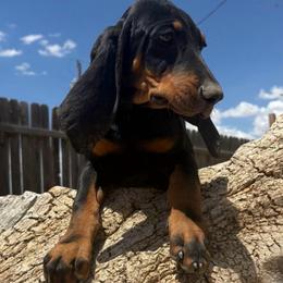 Sweet Yellow Girl - Black and tan female Black and Tan Coonhound puppy in Pueblo, Colorado from BT Coonhound
