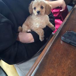 Sweet love - Apricot male Cavapoo puppy in Washington from Mt.BakerPoodles&Doodles