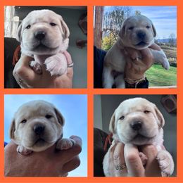 Orange collar girl - Yellow female Labrador Retriever puppy in New Berlin, New York from Thistle Hill Labradors