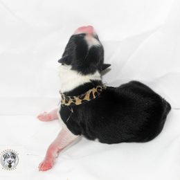 Miniature Australian Shepherd Puppies from Yarborough Kennels