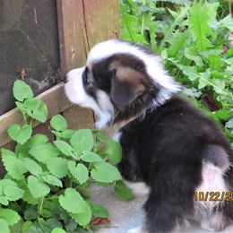 Pembroke Welsh Corgi Puppies from Cross Country Corgis