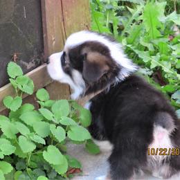 Pembroke Welsh Corgi Puppies from Cross Country Corgis