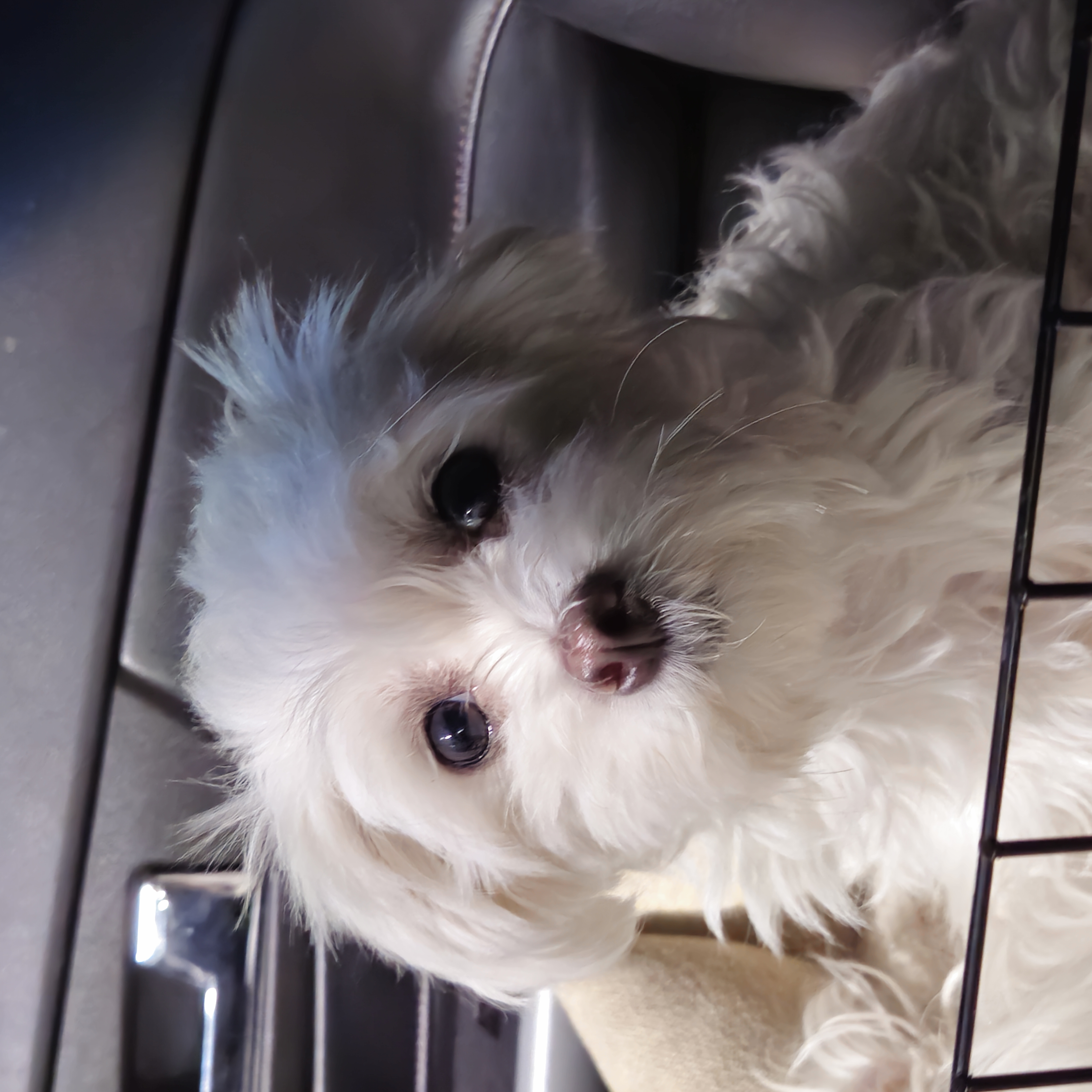 Chica - Maltese