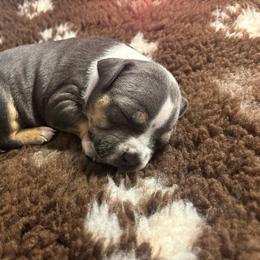 Rhaenys - Blue tri-color female American Bully puppy in Henderson, Kentucky from Medusa’s Bullies
