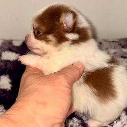 Nash - Chocolate parti male Pomeranian puppy in Gilmer, Texas from Fairchild Fancy Pomeranians and Coachella Pomeranians
