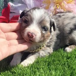 Duke - Blue merle male Miniature Australian Shepherd puppy in Chelsea, Oklahoma from Elite Puppies of Oklahoma, LLC