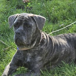 Mama - Cane Corso