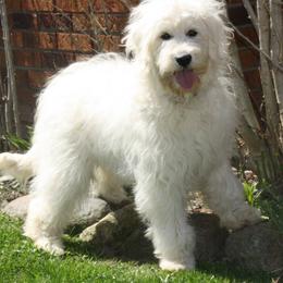 Bernedoodle, Goldendoodle, and Labradoodle Puppies from Apple Creek Doodles
