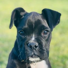 Boxers from B and B Canine Crew
