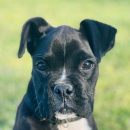 Boxers from B and B Canine Crew