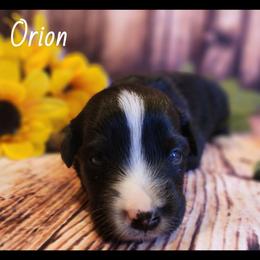 Orion - Black tri male Miniature Australian Shepherd puppy in Macomb, Missouri from Faunus Farms and Aussies