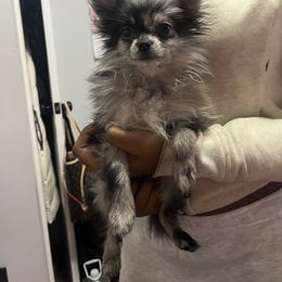 Pomeranian puppies from Luxury Poms