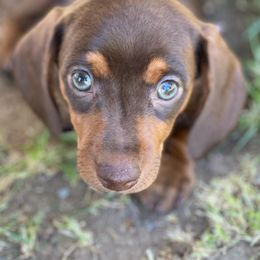 Dachshund Puppies from Over The Moon Dachshunds