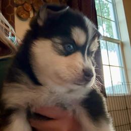 Nova - Tri-color female Pomsky puppy in Titusville, Florida from River Enz Pomskies