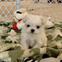 Maltese Puppies from Hummingbird Fields