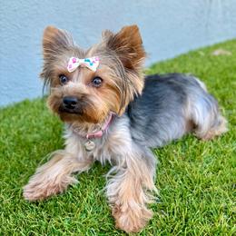 Chardonnay - Yorkshire Terrier