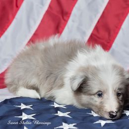 Shetland Sheepdog Puppies from Sweet Sheltie Blessings