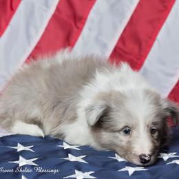 Shetland Sheepdog Puppies from Sweet Sheltie Blessings