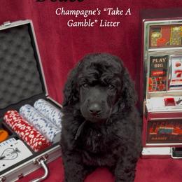 Deuce (Brown Collar Boy) - Black male Poodle puppy in Cambridge, Wisconsin from Champagne Poodles