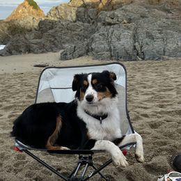Miniature American Shepherds and Miniature Australian Shepherds from Rhodes Avenue Kennel
