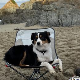 Miniature American Shepherds and Miniature Australian Shepherds from Rhodes Avenue Kennel
