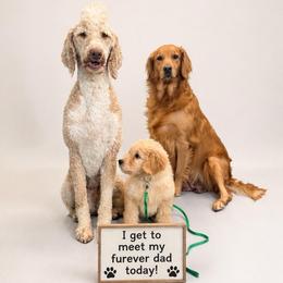 Sprite - Cream male Goldendoodle puppy in Houston, Texas from Were The Mack'Doodles