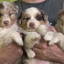 Australian Shepherd Puppies from OakHaven Acres Aussies