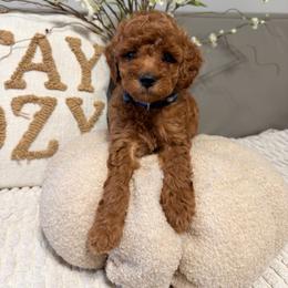 Blue boy two - Apricot male Goldendoodle puppy in Sacramento, California from Golden Heart Doodles