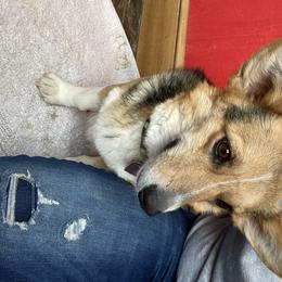 Sassy - Pembroke Welsh Corgi