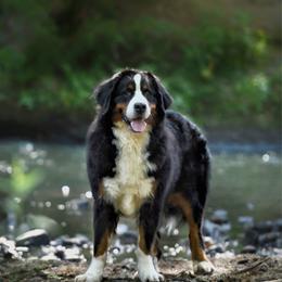 Mora - Tri-color female Bernese Mountain Dog puppy in Williamston, South Carolina from Dutton Dog Co & Dalla Grazia Doberman