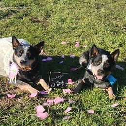 Australian Cattle Dog puppies from DCR Working ACDs & Kelpies