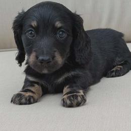Butter 2300 - Black and cream male Dachshund puppy in Sonora, Kentucky from Maple Hill Miniature Dachshunds