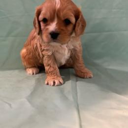 Jyn - Apricot female Cavachon puppy in Greeley, Colorado from Cute, Colorado Cavachons